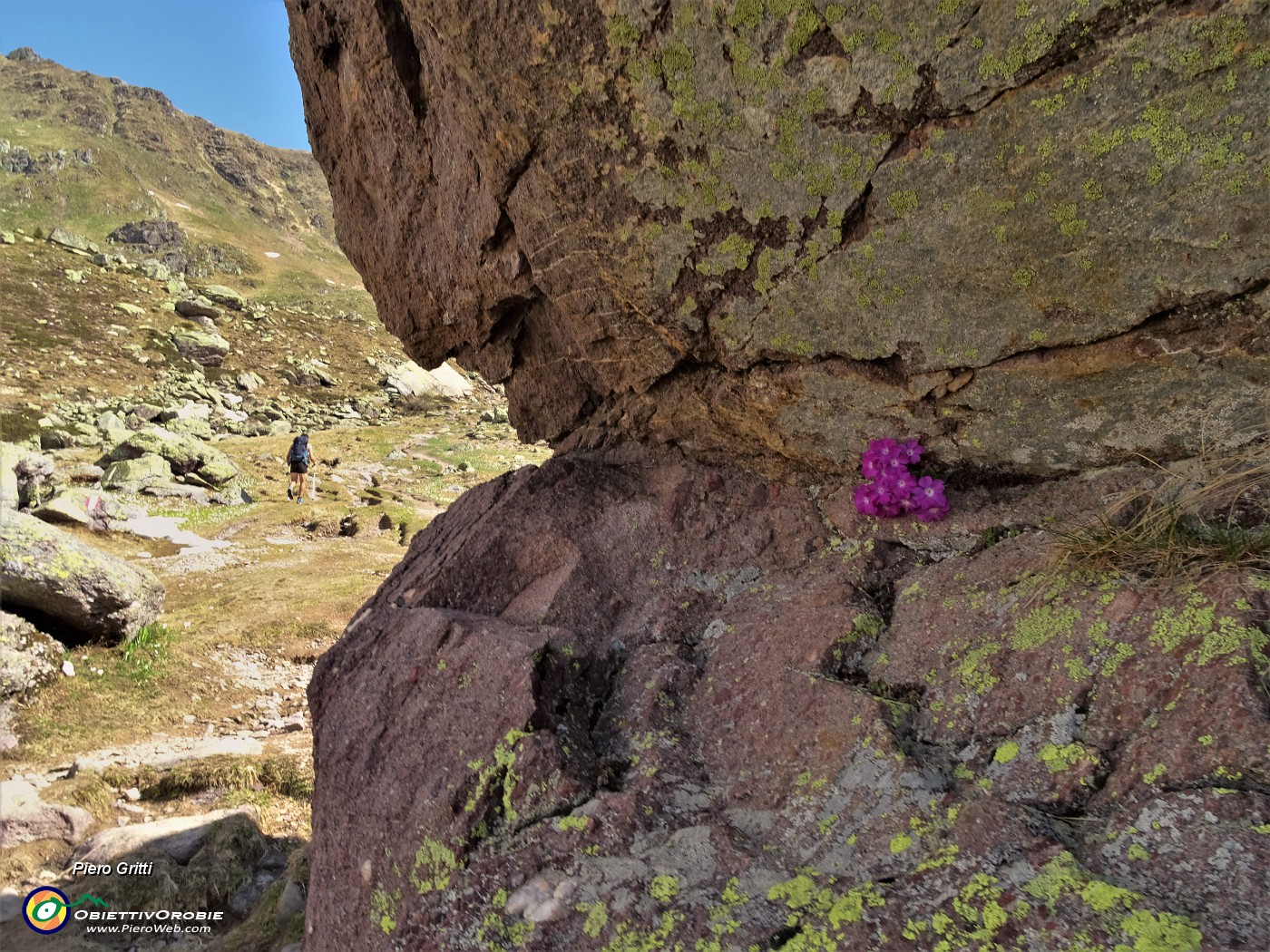 18 Primula irsuta (Primula hirsuta) nella roccia.JPG